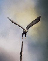 Lift Off Bald Eagle Fine Art Print