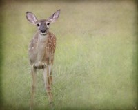 Listening Ears White Tailed Fawn Fine Art Print