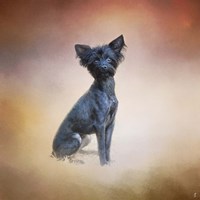 Little Angel Yorkie Poo Fine Art Print
