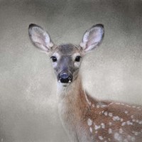 Little Miss Lashes White Tailed Fawn Fine Art Print