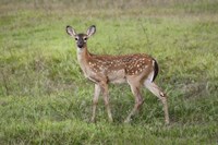 Little Spotted Fawn Fine Art Print