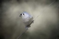 Little Tufted Titmouse Fine Art Print