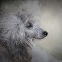 Longing Silver Standard Poodle Fine Art Print