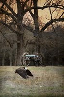 Low Flyer Bald Eagle Fine Art Print