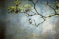 Lucky Bird Fine Art Print