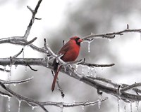 Male Cardinal Braving The Cold Fine Art Print