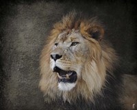 Male Lion Portrait 2 Fine Art Print