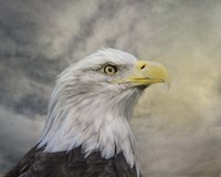 Master Of The Skies Fine Art Print