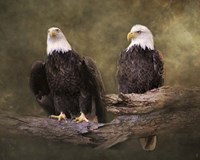 Mates Bald Eagle Pair Fine Art Print