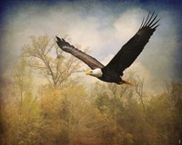 Monarch Of The Skies Bald Eagle Fine Art Print