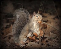 More Than You Can Chew Squirrel Fine Art Print