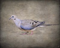 Mourning Dove Portrait Fine Art Print