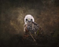 Nestling Baby Red Shouldered Hawk Fine Art Print