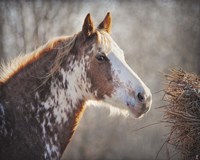 No Sharing Horse Fine Art Print
