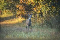 October Buck Fine Art Print