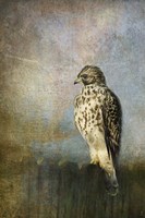 On The Fence Red Shouldered Hawk Fine Art Print