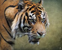 On The Prowl Bengal Tiger Fine Art Print