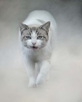 Out Of The Mist Fine Art Print