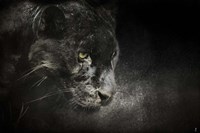 Out Of The Shadows Black Leopard Fine Art Print
