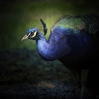 Peacock 1 Framed Print