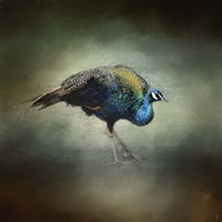 Peacock 10 Framed Print