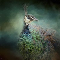 Peacock 12 Fine Art Print