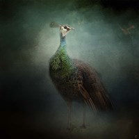 Peacock 2 Fine Art Print
