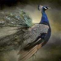 Peacock 5 Framed Print