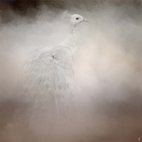 Peacock 6 Fine Art Print