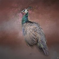 Peacock 7 Framed Print