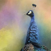 Peacock 8 Fine Art Print