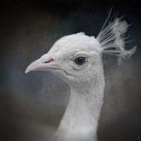 Peacock 9 Framed Print