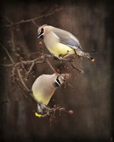 Peek A Boo Cedar Waxwings Fine Art Print