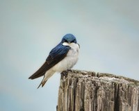 Perched And Waiting Fine Art Print