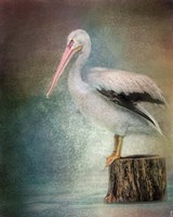 Perched Pelican Fine Art Print