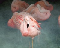 Pink Flamingo 1 Fine Art Print