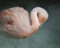 Pink Flamingo 2 Fine Art Print