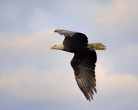 Pinson Mounds Eagle 2 Fine Art Print