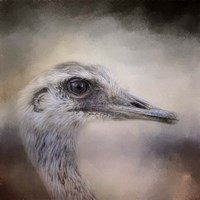 Poised Ostrich Fine Art Print