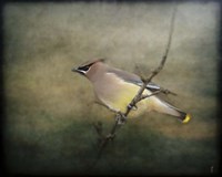 Portrait Of A Cedar Waxwing Fine Art Print