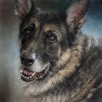 Portrait Of A Shepherd Fine Art Print