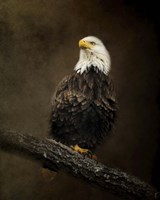 Portrait Of An Eagle Fine Art Print
