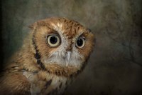 Portrait Of An Eastern Screech Owl Fine Art Print