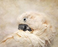 Preening Umbrella Cockatoo Fine Art Print