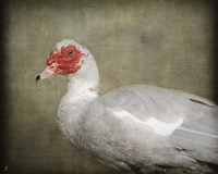Red Head Muscovy Duck Fine Art Print