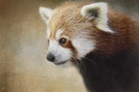 Red Panda Watching Fine Art Print