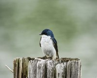 Resting Swallow Fine Art Print