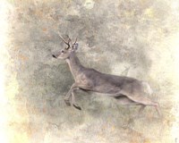 Run Like The Wind White Tailed Buck Fine Art Print