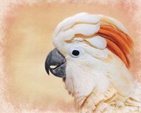 Salmon Crested Cockatoo Portrait 1 Fine Art Print