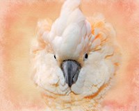 Salmon Crested Cockatoo Portrait 2 Fine Art Print